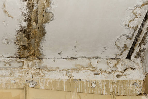 Best Mold Remediation for Healthcare Facilities  in Mehlville, MO